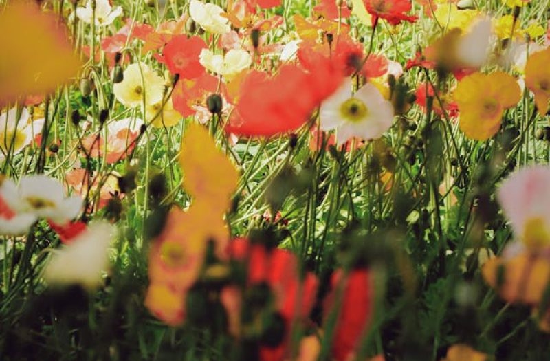fiori